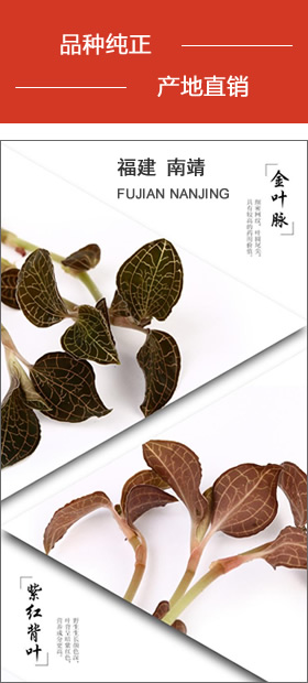 南靖金線(xiàn)蓮 品種純正，產(chǎn)地直銷(xiāo)