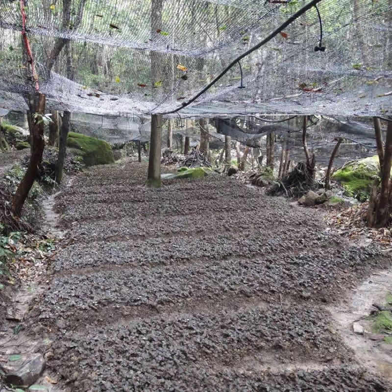 金線(xiàn)蓮、石斛林下種植基地
