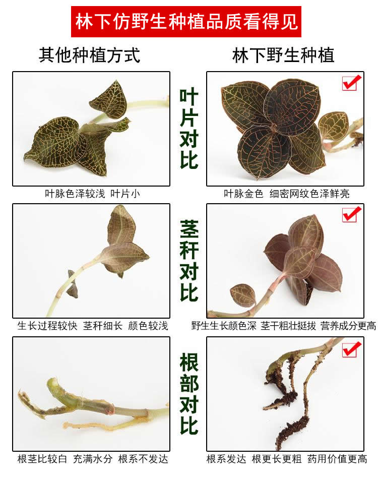 <a href=http://www.zyelectronicshk.com/ target='_blank'>金線蓮</a>林下種植