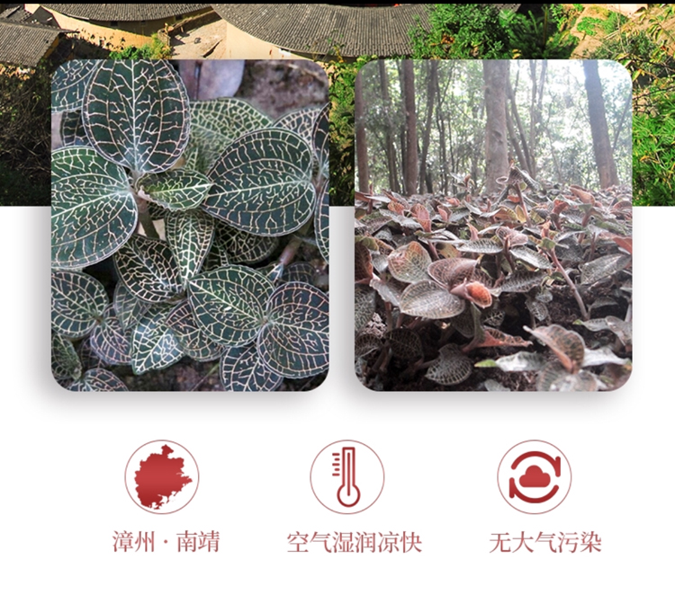 <a href=http://www.zyelectronicshk.com/ target='_blank'>金線蓮</a>干品 50克10管 禮盒裝